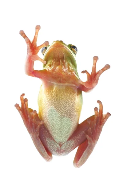 Australorzekotka Szmaragdowa (litoria infrafrenata), wspinaczka na szybie — Zdjęcie stockowe