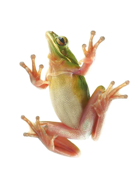 Grenouille arborescente (litoria infrafrenata), grimpant sur le verre — Photo