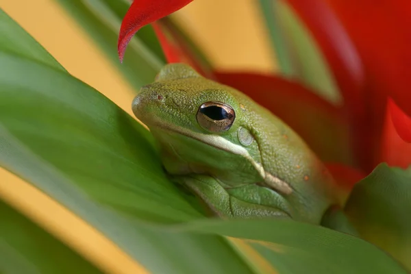 Lövgroda (litoria infrafrenata) — Stockfoto