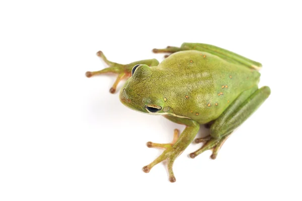 Rzekotka litoria (infrafrenata) — Zdjęcie stockowe