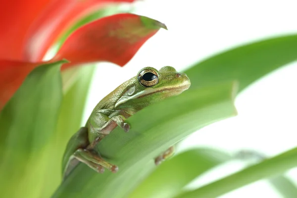 Rã-da-árvore (Litoria infrafrenata ) — Fotografia de Stock