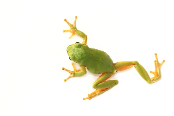 Rosnička zelená (Hyla arborea) — Stock fotografie