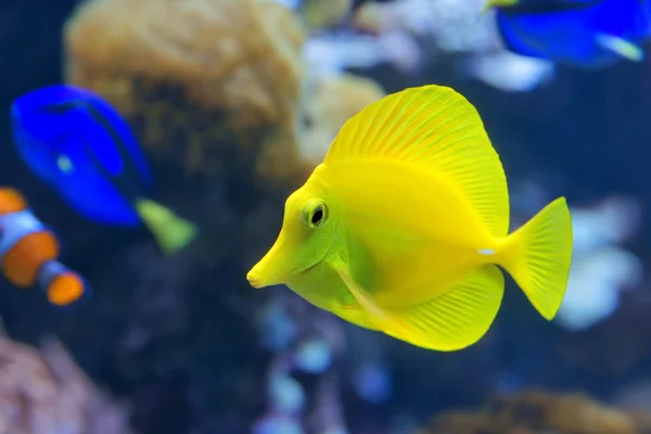 노란색 탕 (zebrasoma flavescens)는 바 닷 물고기 로열티 프리 스톡 이미지