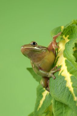 ağaç kurbağası (magno16 infrafrenata)