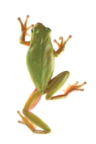 树蛙 （种 infrafrenata) — 图库照片
