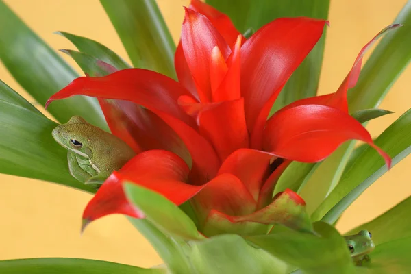 Boomkikker (litoria infrafrenata) en guzmania (bromeliaceae) — Stockfoto