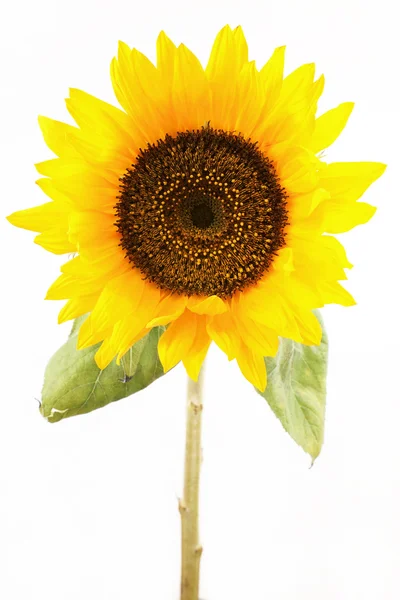 Sunflower on a white background — Stock Photo, Image