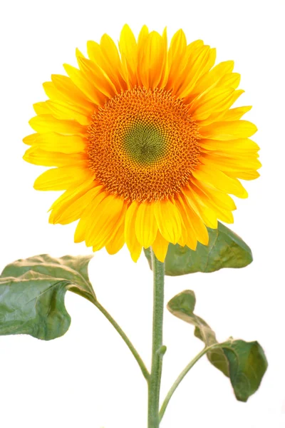 Sunflower on a white background — Stock Photo, Image