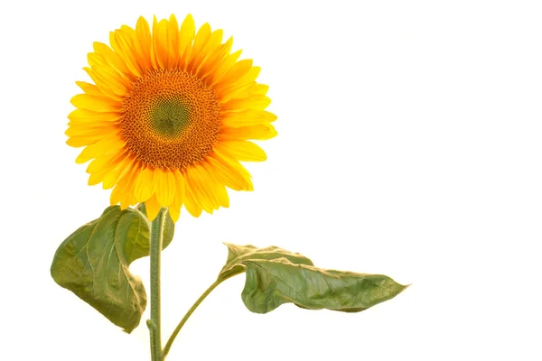 Sunflower on a white background — Stock Photo, Image