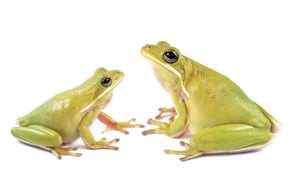 Rana arborícola (Litoria infrafrenata ) — Foto de Stock