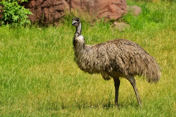 Ostrich Emu (Dromaiidae) — Stock Photo, Image