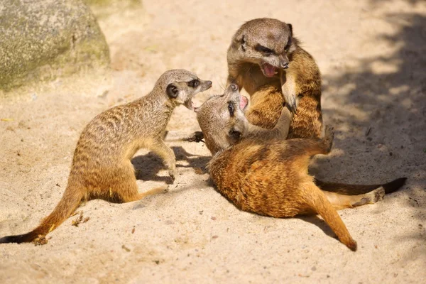 Erdmännchen (Suricata suricatta)) — Stockfoto