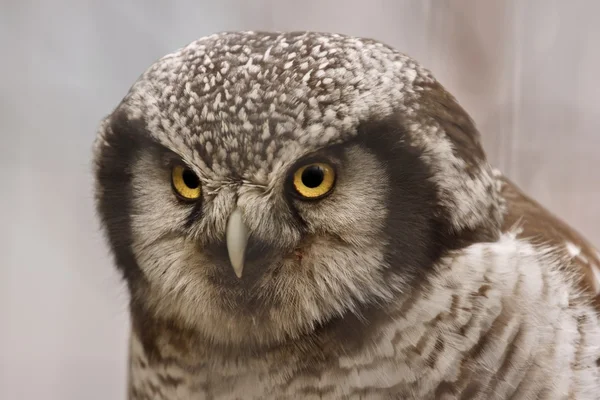 Βόρεια γερακιού owl (surnia ulula), πορτρέτο — Φωτογραφία Αρχείου
