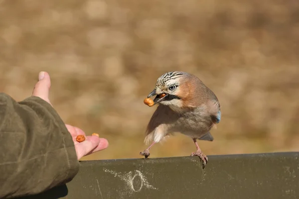 Eurasian Jay (Garrulus glandarius) hand fed with hazelnuts — Stock Photo, Image