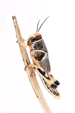Locust, Desert locust (Schistocerca gregaria), pupa clipart