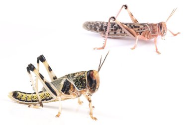 Locust, Desert locust (Schistocerca gregaria), pupa and adult insect clipart