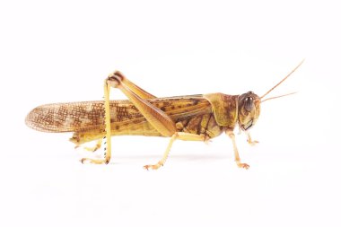 Locust, Desert locust (Schistocerca gregaria) clipart