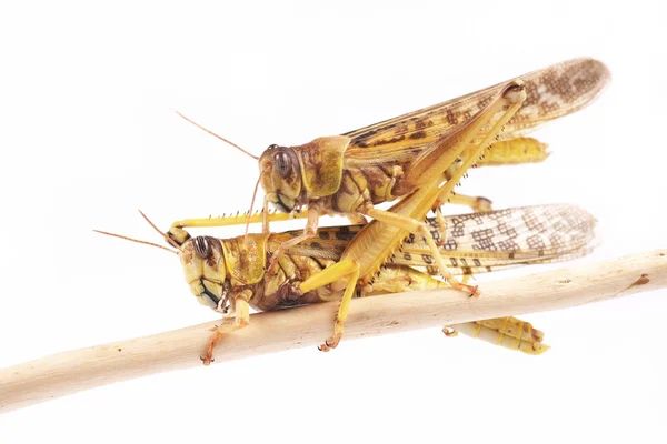 Heuschrecke, Wüstenheuschrecke (schistocerca gregaria) während der Paarungszeit — Stockfoto