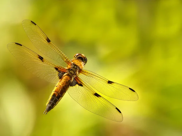 Dragonfly — Stock Photo, Image