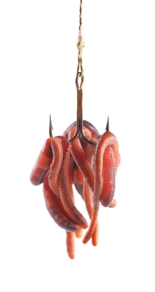 Fishing, red worms on hooks — Stock Photo, Image