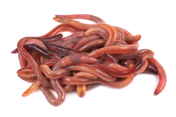 Fishing, live bait, red worm Dendrobena — Stock Photo, Image