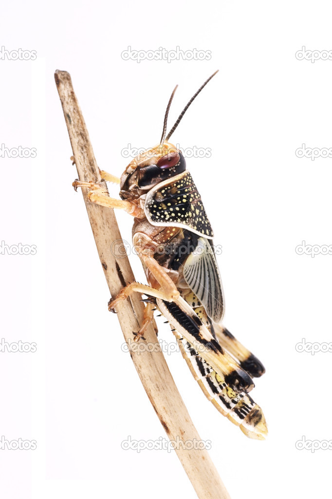 Locust, Desert locust (Schistocerca gregaria), pupa