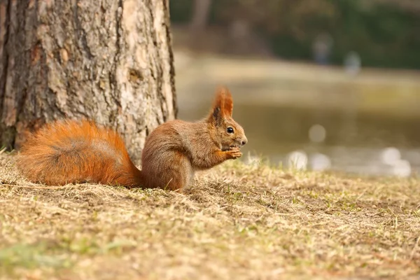 Red Squirrel (Sciurus vulgaris) eaten walnut — Stock Photo, Image