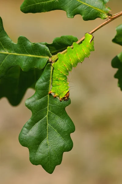 Falena polifema (Antheraea polyphemus), bruco mangiato in foglia su un ramoscello di quercia — Foto Stock