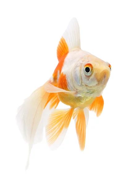 Guldfisk på vit bakgrund — Stockfoto