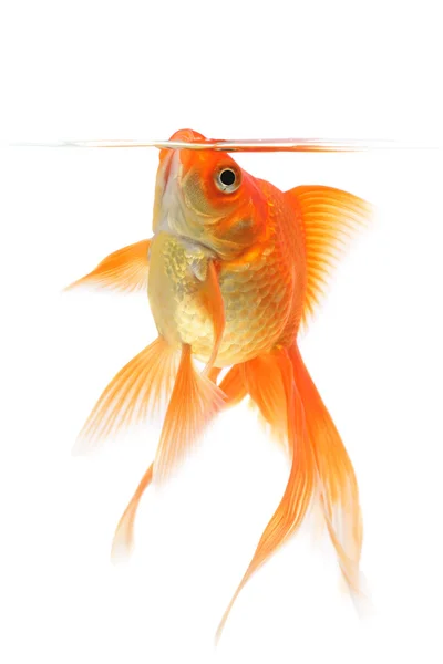 Золотая рыбка на белом фоне — стоковое фото
