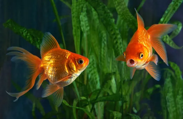 Goldfish, aquário, um peixe no fundo de plantas aquáticas — Fotografia de Stock