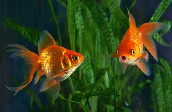 Goldfisch, Aquarium, ein Fisch vor dem Hintergrund von Wasserpflanzen Stockfoto