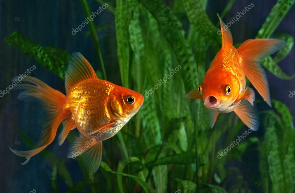 Details about   Goldfisch GN #3-1ST NM 2020 Stock Image 
