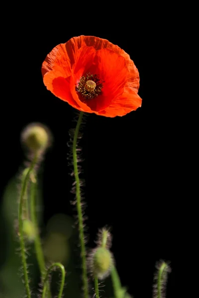 Klaproos, papaver rhoeas (gemeenschappelijke namen zijn maïs poppy, maïs roos, veld klaproos, Vlaanderen poppy, rode papaver, rode onkruid, coquelicot, en, als gevolg van haar geur, die wordt gezegd dat ze, als hoofdpijn en hea — Stockfoto