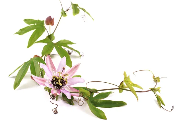 Passionsblume (Passiflora l.) auf weißem Hintergrund — Stockfoto