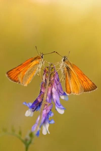 Small Skipper (Thymelicus sylvestris), two butterflies on purple flower — Stock Photo, Image