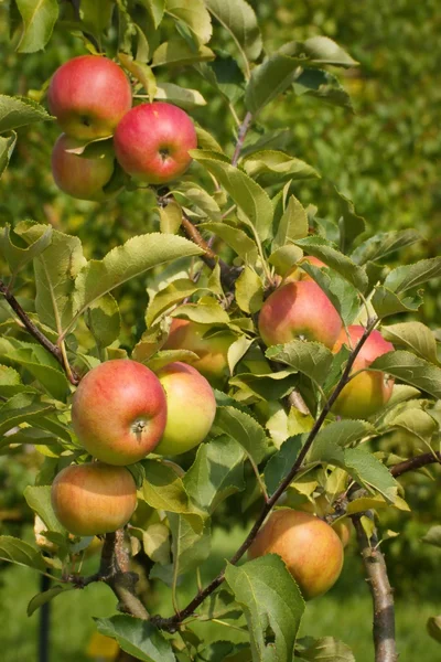 Apples, fruit on a tree branch in an orchard — Stock Photo, Image