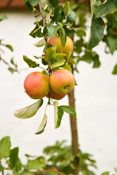 Яблоки, фрукты на ветке дерева в саду, стена дома на заднем плане — стоковое фото
