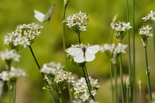 Vlinders (witjes), witte insecten op witte bloemen van knoflook — Stockfoto