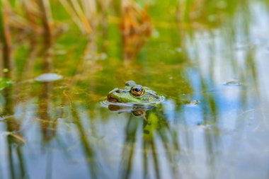 arka plan olarak yenilebilir Kurbağa (pelophylax kl. esculentus)
