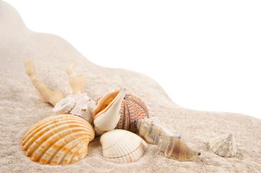 kabuklar, mercan ve kurutulmuş deniz kestaneleri arka plan olarak kum üzerinde