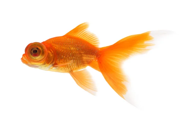 Guldfisk på vit bakgrund — ストック写真