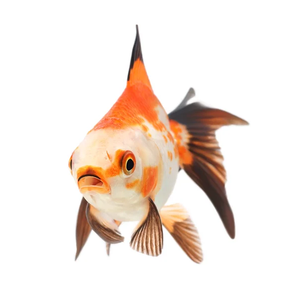 Goldfish on a white background — Stock Photo, Image