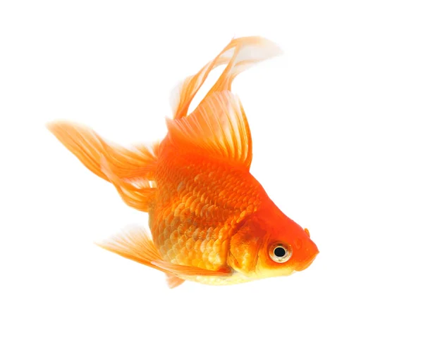 Золотая рыбка на белом фоне — стоковое фото