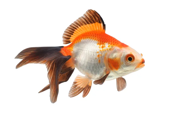 Goldfish em um fundo branco — Fotografia de Stock