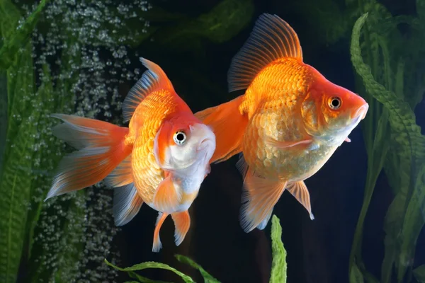 Pez dorado, acuario, un pez en el fondo de las plantas acuáticas — Foto de Stock