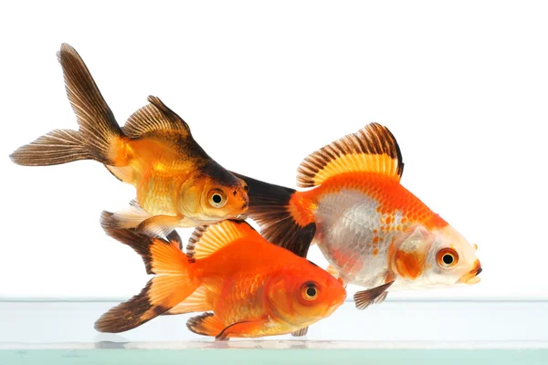Золотая рыбка, группа рыб на белом фоне — стоковое фото