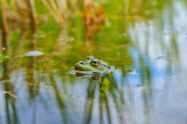 Edible Frog (Pelophylax kl. esculentus), as background — Stock Photo, Image