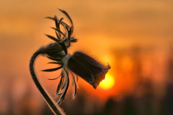 Fleur pascale (Pulsatilla vernalis) et coucher de soleil comme fond — Photo