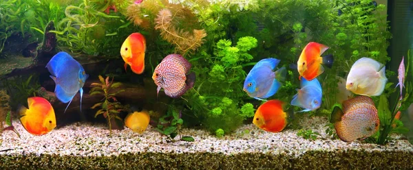 Discus (symphysodon), çok renkli çiklitleri akvaryum tatlı su balıkları yerli amazon Nehri Havzası — Stok fotoğraf